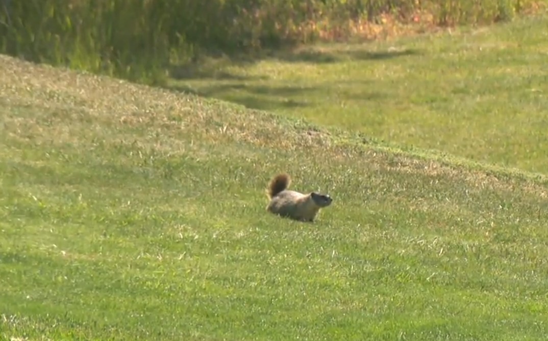 Животът до голф игрище има своите предимства Мармотите обаче не са