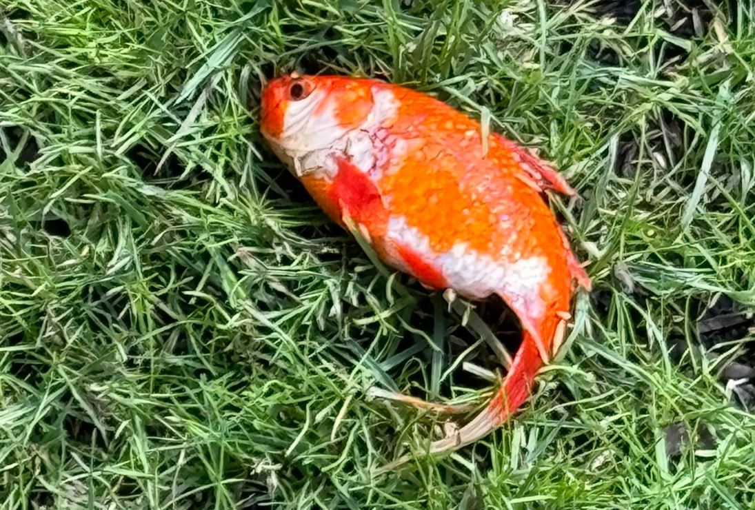 Младши лекар в Обединеното кралство се оказа в малко опасна