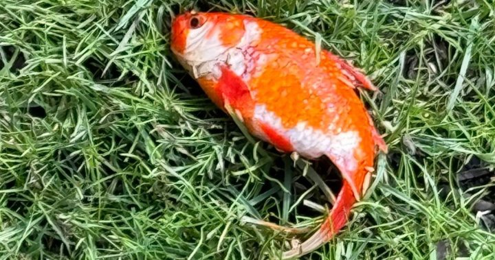 Златната рибка стана вирусна, след като мистериозно се появи на тревата в Обединеното кралство