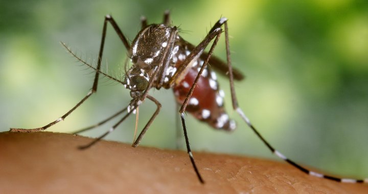 Треската от денга нараства в части на Европа като експерти