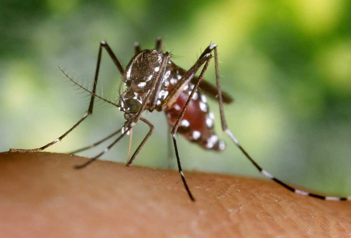 Rain all June long offers a prime breeding ground for mosquitoes.