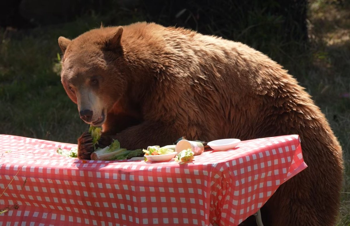 A bear takes a snack from a picnic basket.