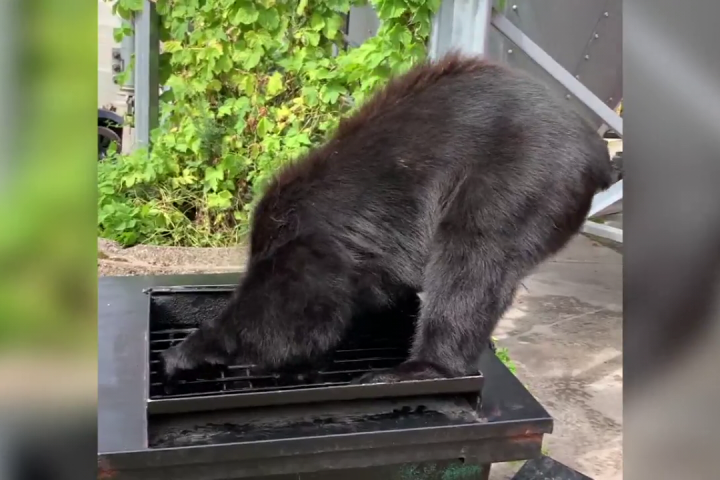 Bear caught in B.C. grease trap a ‘heartbreaking’ warning, advocates say
