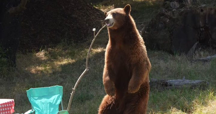 Видео показва колко бързо мечките могат да унищожат необслужван къмпинг
