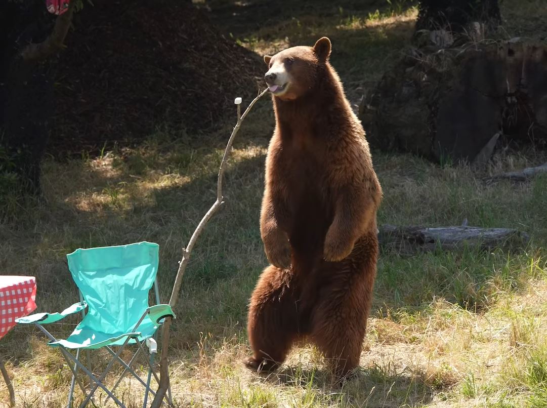 A bear stands on its hind legs to munch on a marshmallow at the Oakland Zoo.