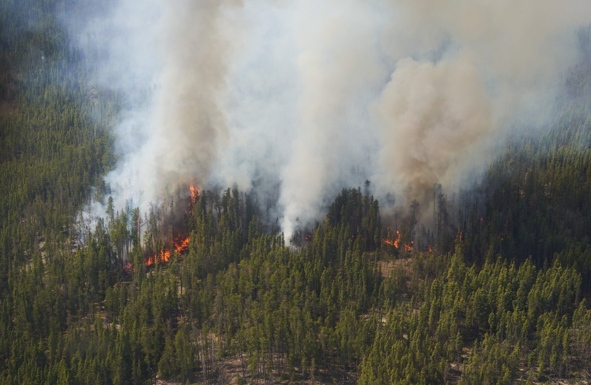 Thich white smoke rises from a wildfire in a forest