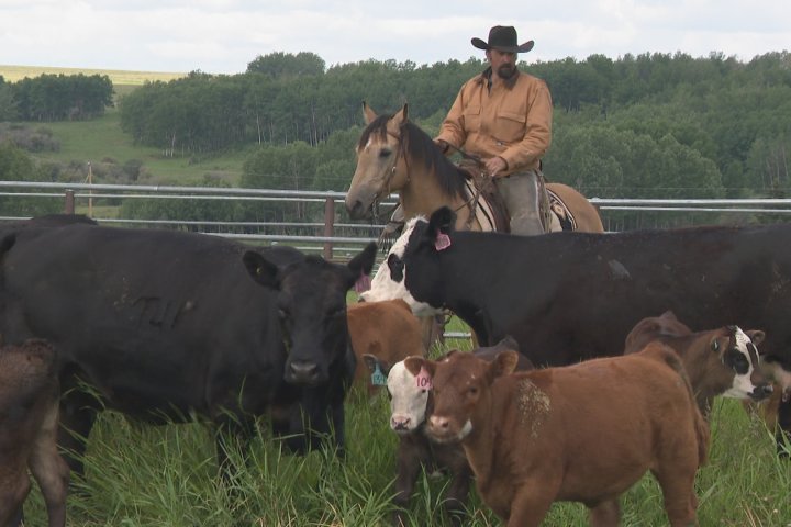 New University of Calgary research looks to help Stampede animals