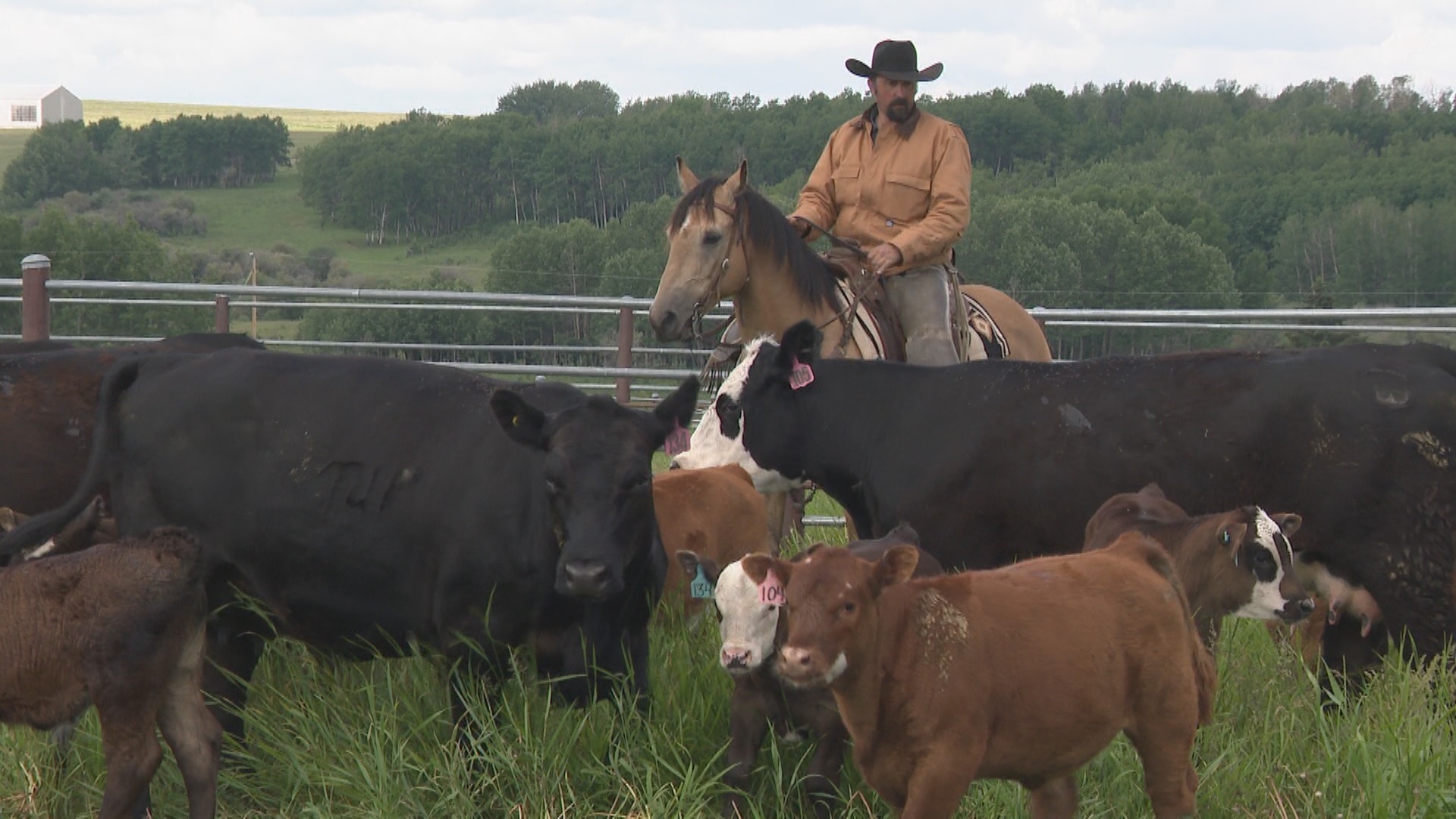 New University of Calgary research looks to help Stampede animals