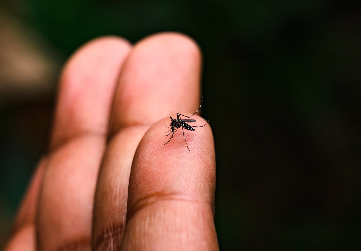 The record-level rainfall over 2024 has contributed to ideal breeding and living conditions for mosquitoes, which officials say is responsible for the large increases in mosquito populations this summer.