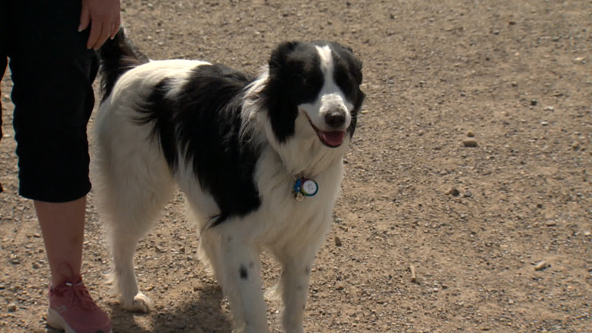 New rules for bringing dogs into U.S. could affect thousands, Canadian truckers say