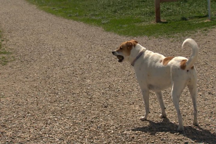 Strict new rules coming for Canadian dogs crossing border into U.S.