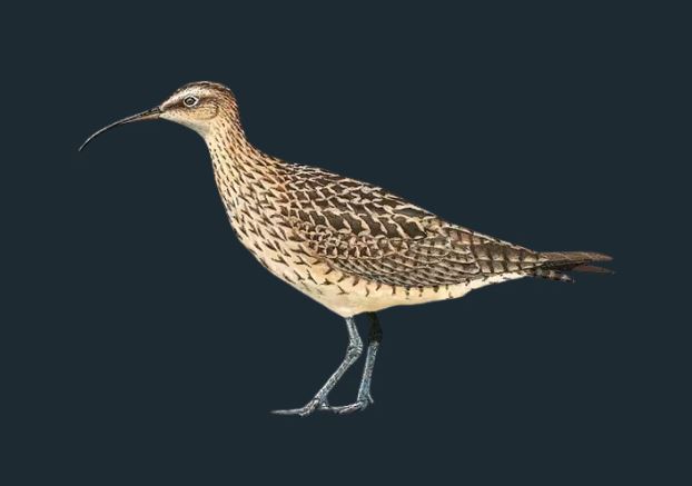 An illustration of the Eskimo Curlew, largely thought to be overhunted to the point of extinction.