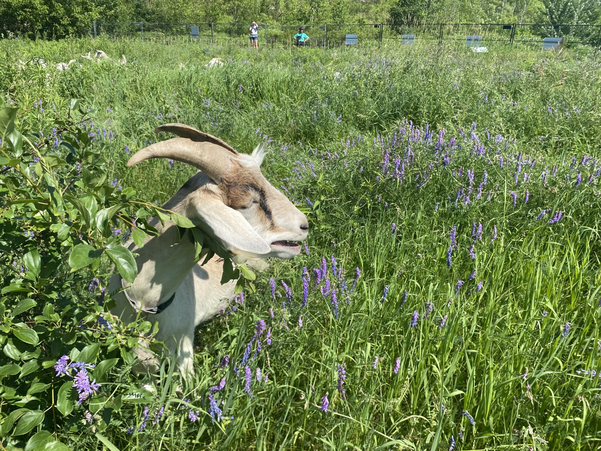 Торонто може да е известен като Хогтаун но през следващата