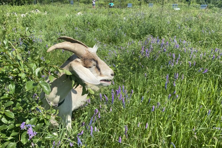 ‘They will eat everything’: Toronto enlists goat herd to tackle invasive species