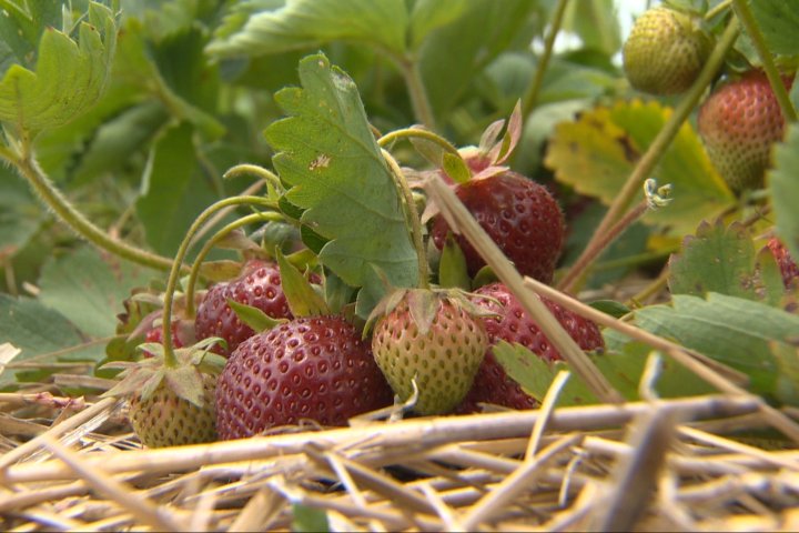 Ontario’s strawberry season ‘will probably end early’ given extreme heat