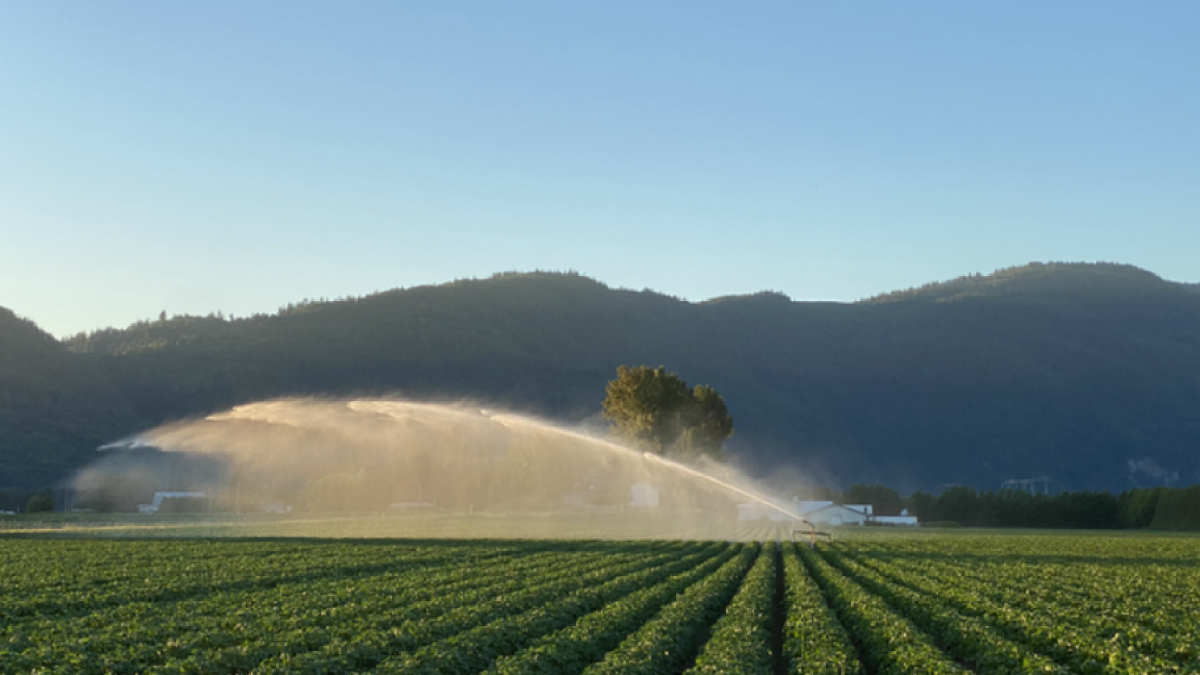 Popular Surrey potato farm has lease extended for another year