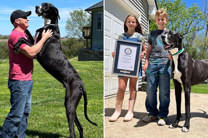 Kevin, the world’s tallest dog, dies weeks after claiming Guinness title