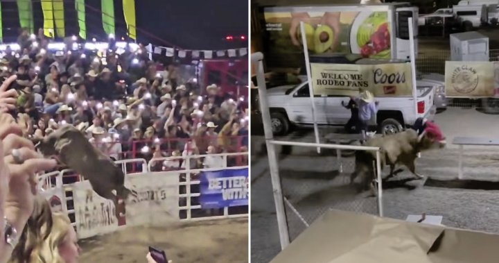 Шокиращо видео заснема как бик от родео прескача ограда, наранявайки зрители