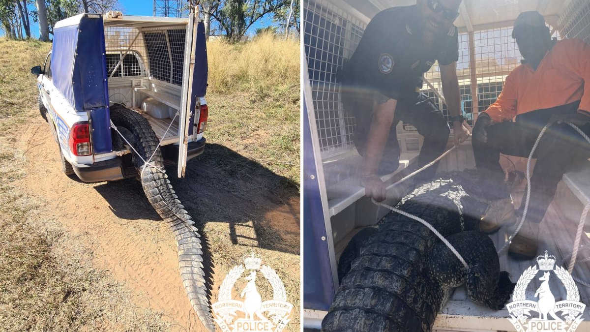 A split image. On the left, a crocodile tail sticks out of an open vehicle. On the right, two men are seen loading the animal inside the vehicle using ropes.