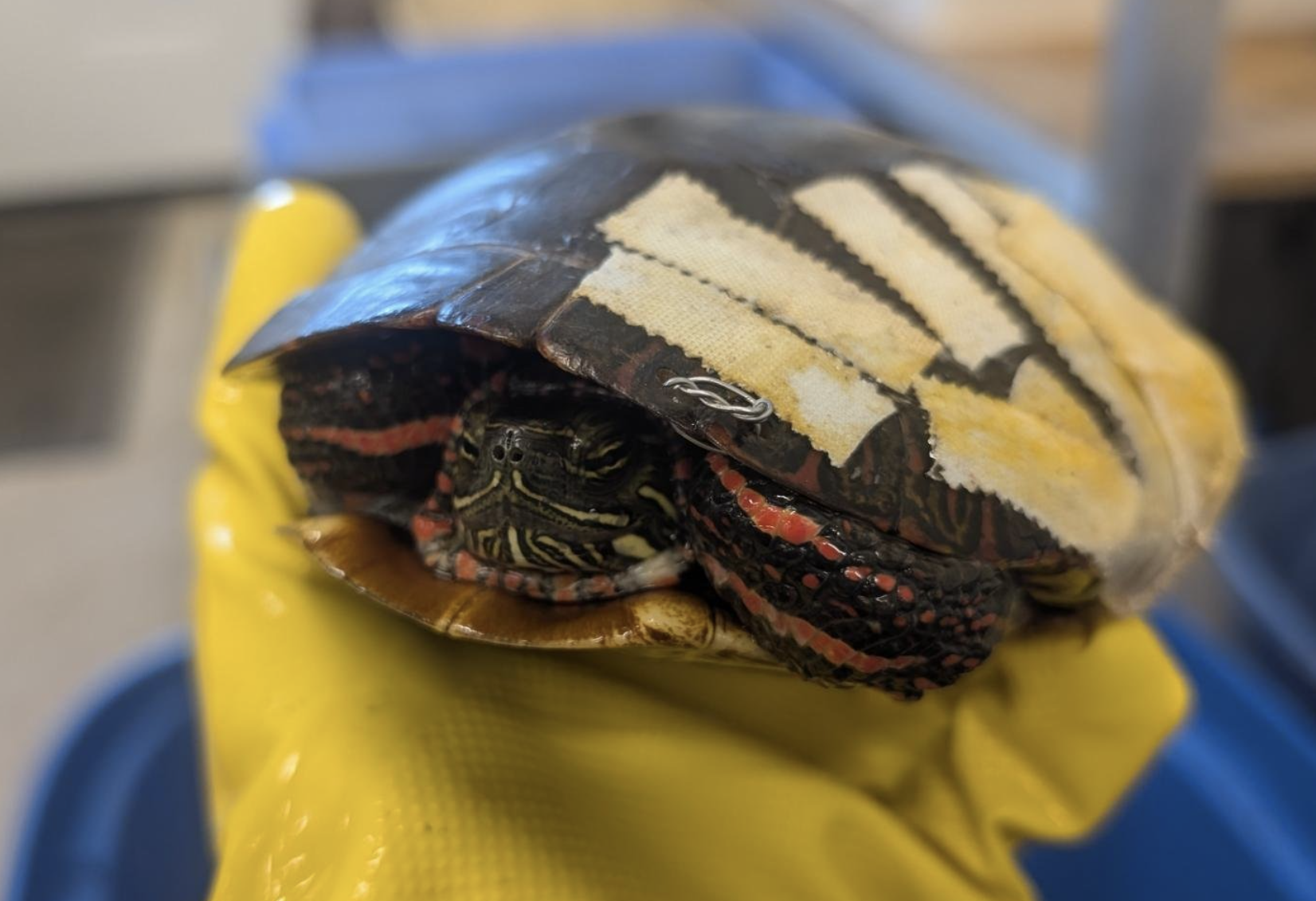 As turtle injuries surge, Ontario drivers urged to slow down during nesting season