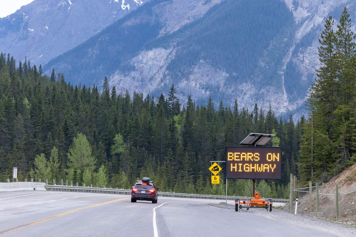 Nakoda white grizzly bear