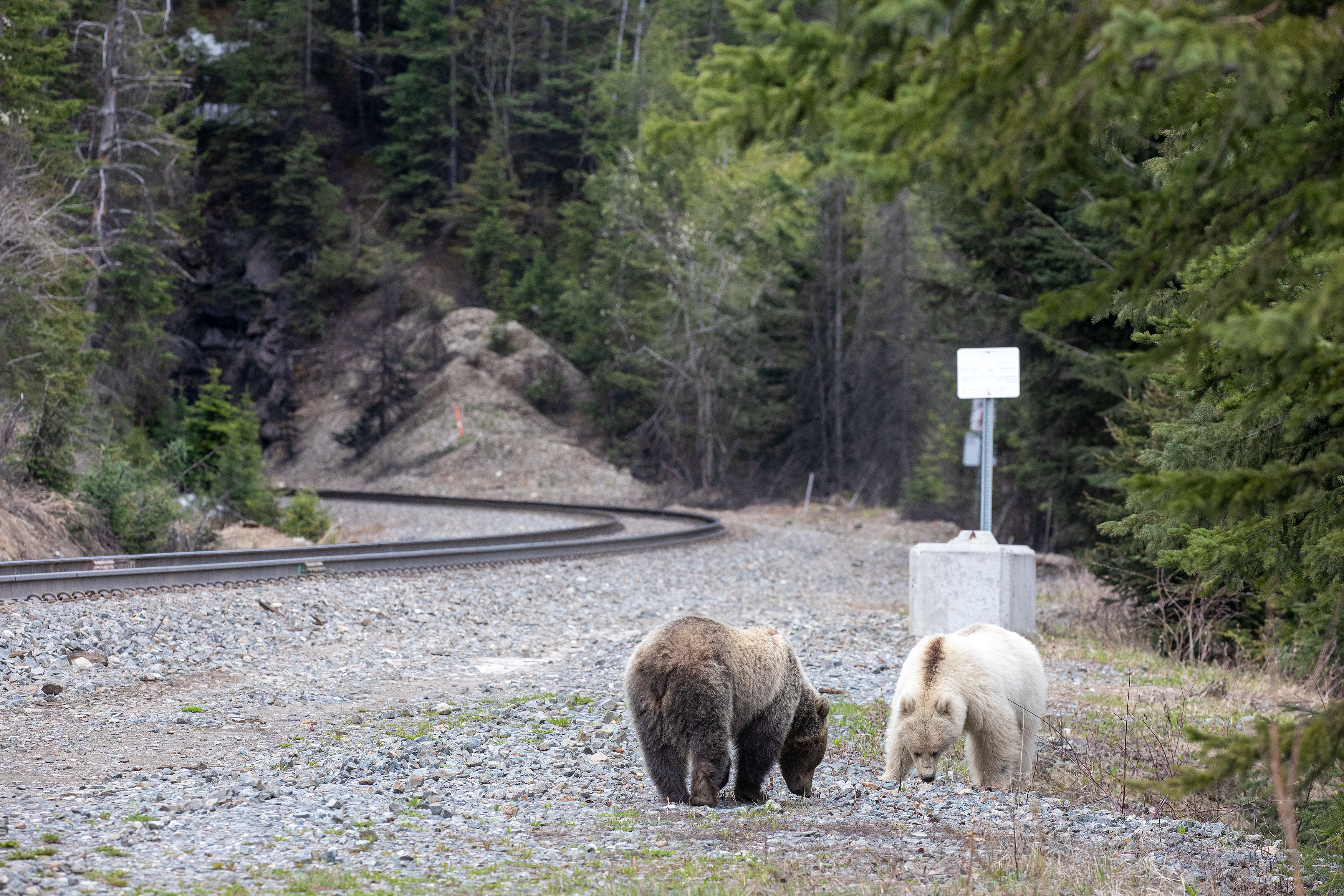 Death of iconic white grizzly bear sparks calls for wildlife