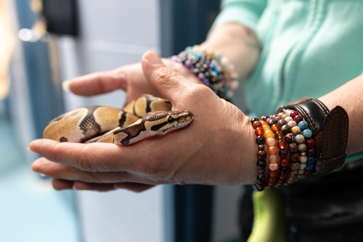 Ball python found by 2 men in park in Waterloo: humane society