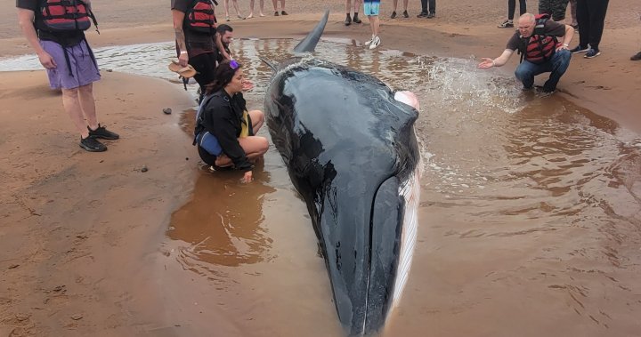 Приливните греди се задействат, за да спасят малкия кит, хванат в капан на N.S. речна пясъчна ивица
