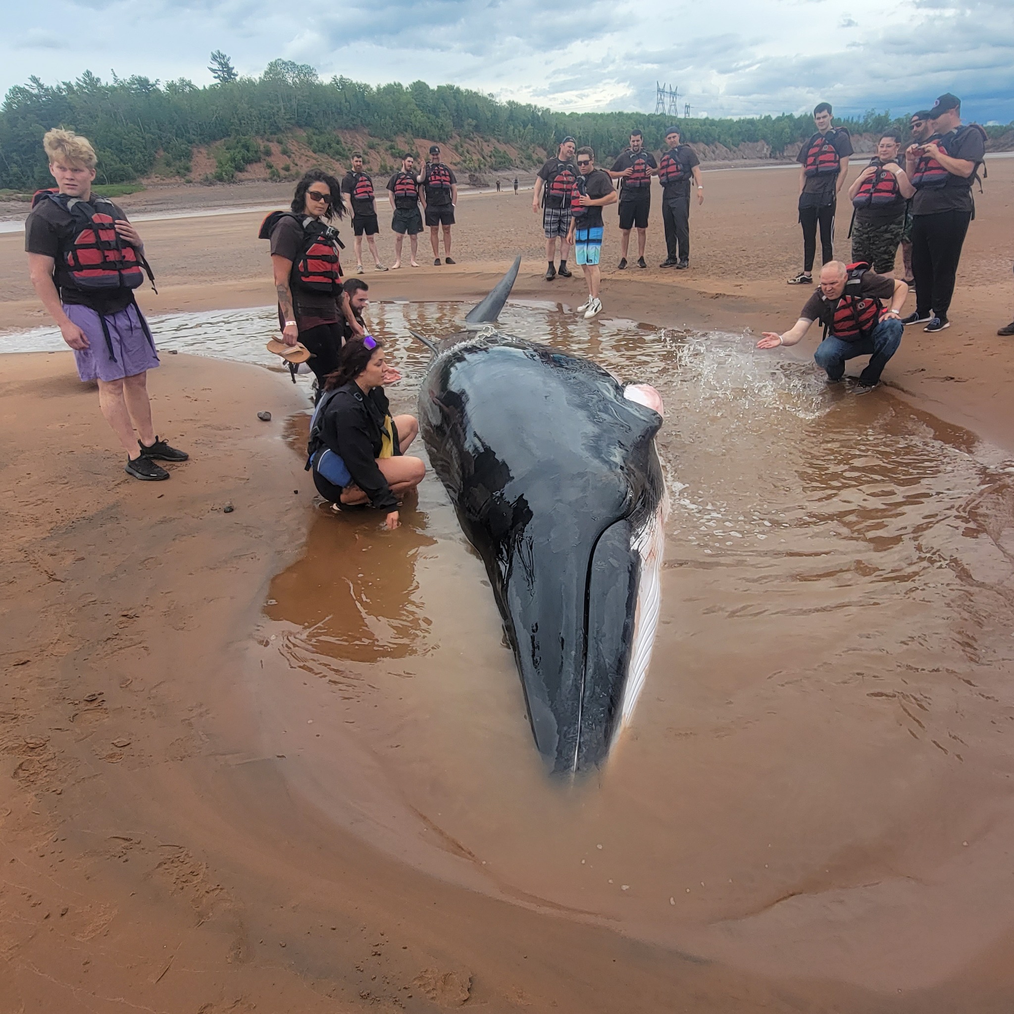 Tidal bore rafters spring into action to save minke whale trapped on N.S. river sandbar
