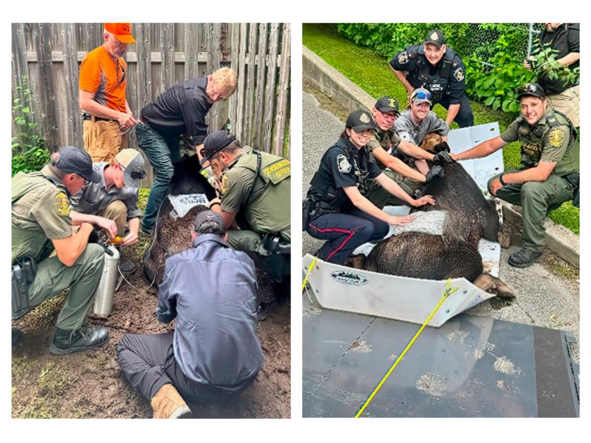 Peterborough police and Ministry of Natural Resources and Forestry officers say a moose seen wandering in the west-end of the city was "safely moved."