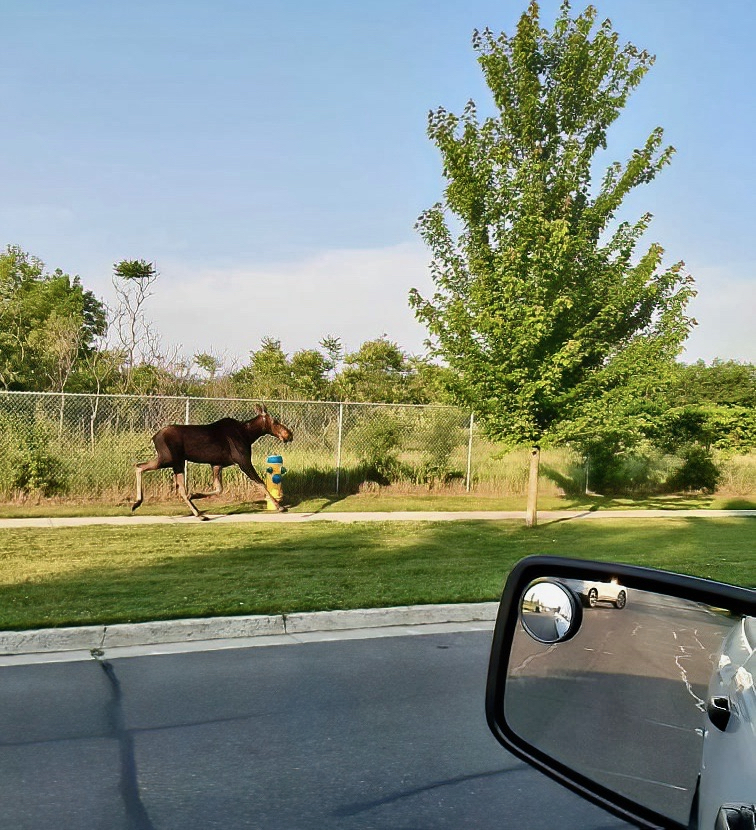 A moose was seen wandering the west end of Peterborough on the morning of June 18, 2024. The moose was seen here on Glenforest Boulevard around 6:45 a.m.
