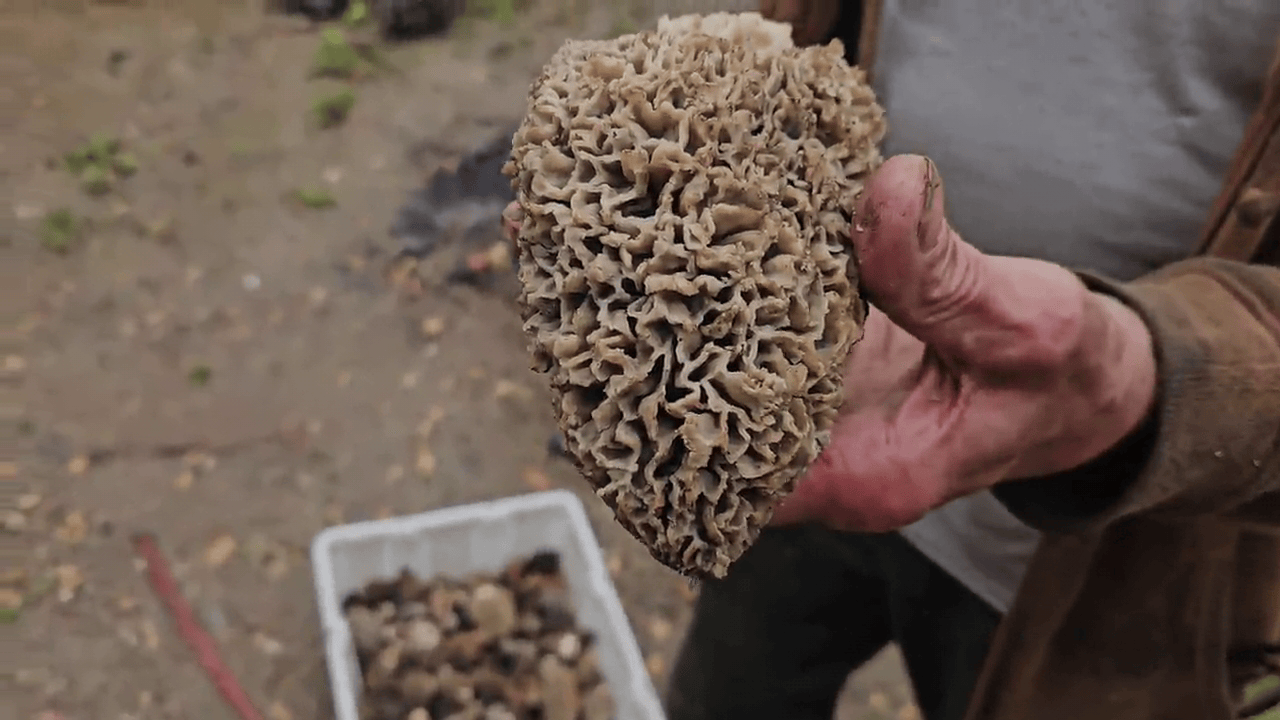 First Nation sets up checkpoint in B.C. Interior amid surge in mushroom pickers - Vimarsana News