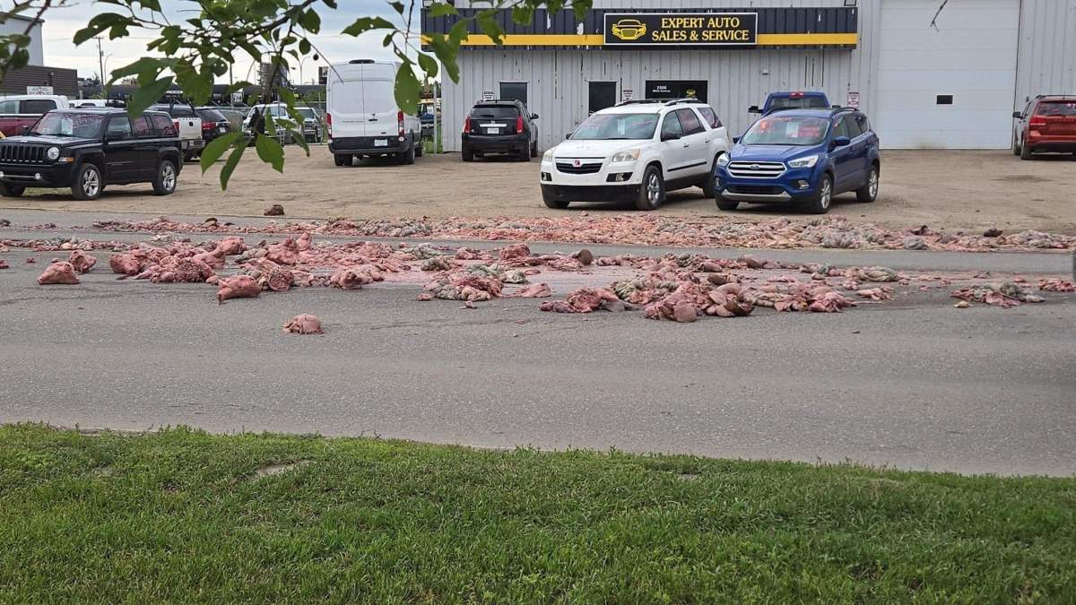 Pig heads hog Millar Avenue lanes after Saskatoon pork spill - image
