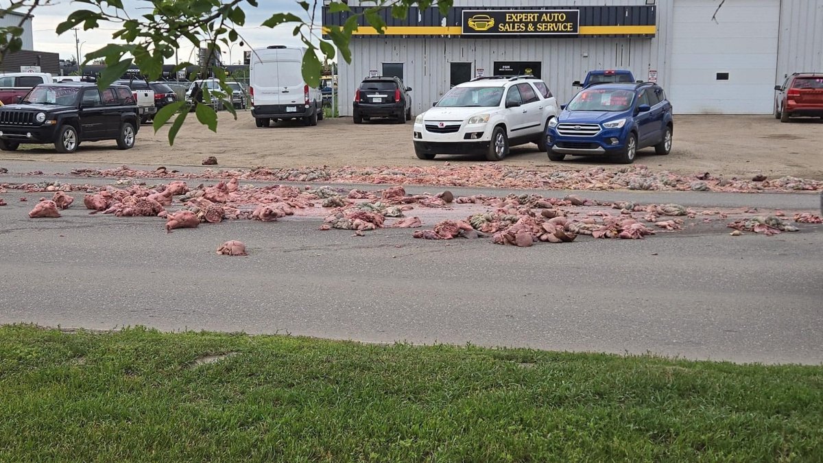 pig heads hog millar avenue lanes after saskatoon pork spill