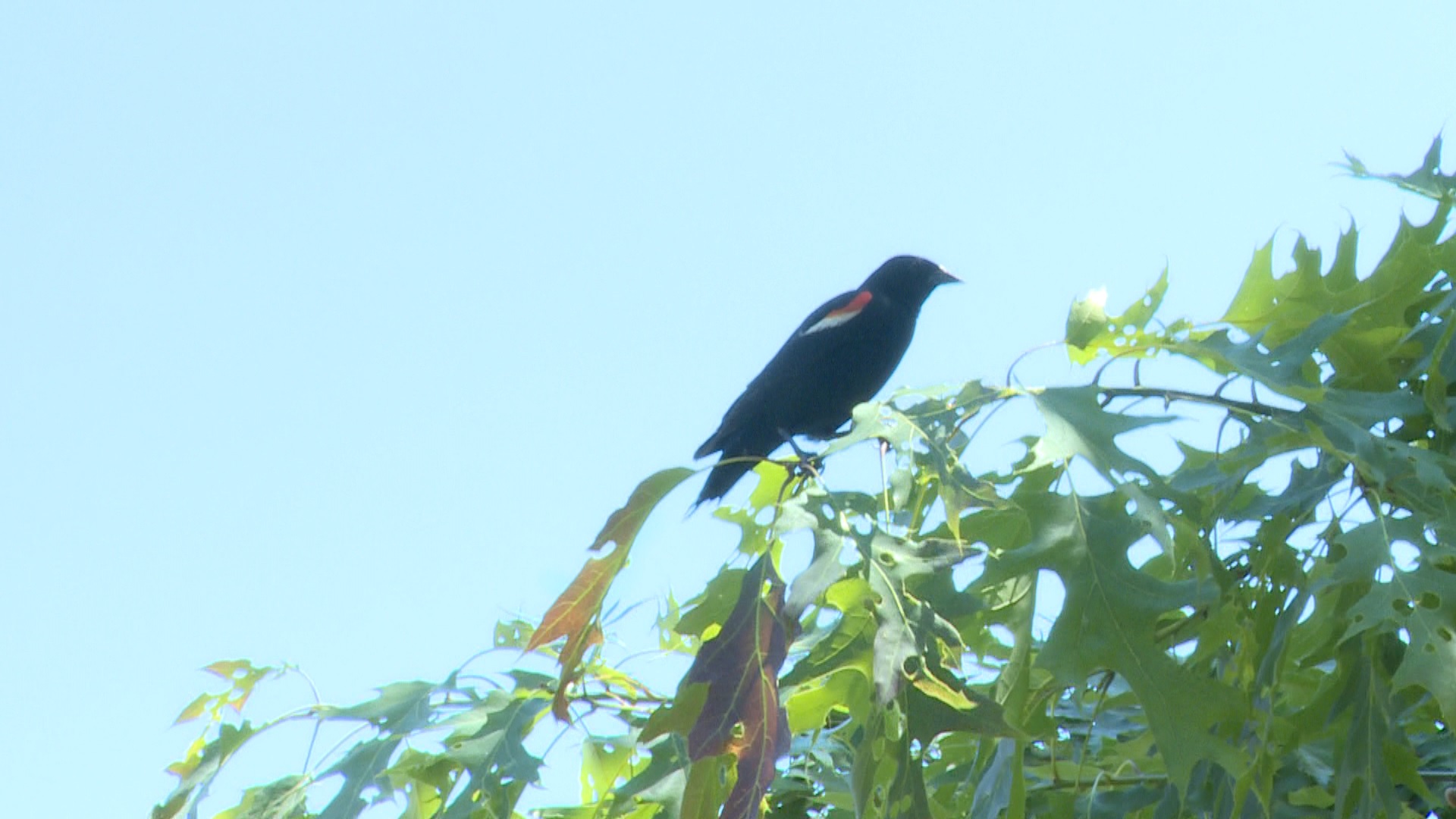 How to handle Toronto’s notorious dive bomber, the red-winged blackbird
