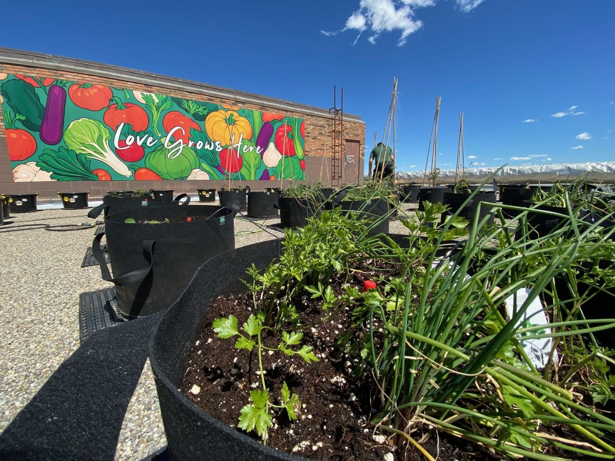 Robert Reuther, and urban farm coordinator with MicroHabitat, tends to the rooftop garden at Kingsway Mall Thursday, June 6, 2024.