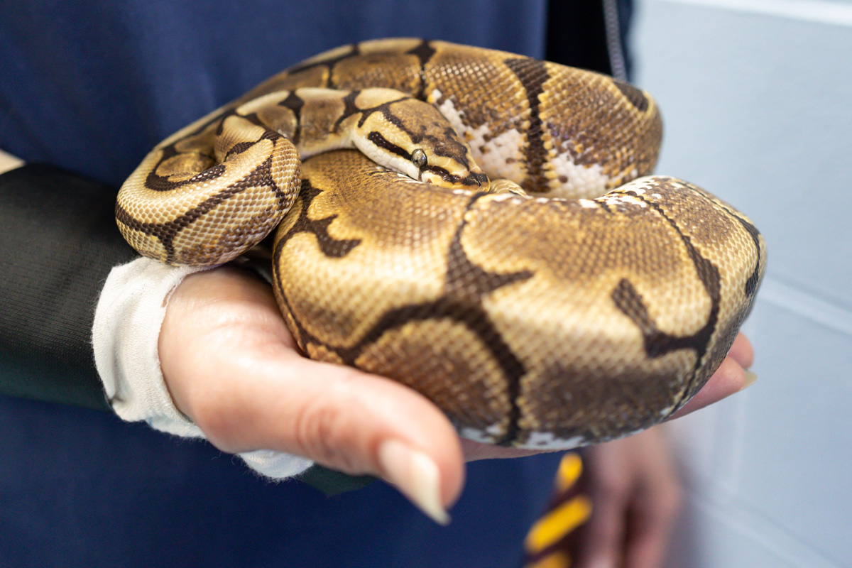 Pauly the snake is still up for adoption.