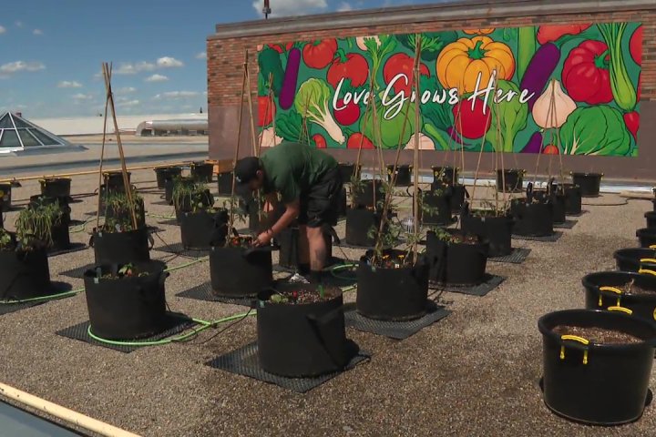 Kingsway Mall expands rooftop garden to meet growing demand at Edmonton’s Food Bank