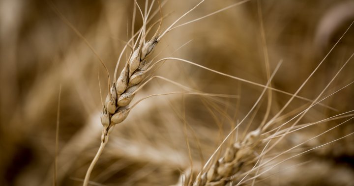 Учени в търсене на устойчива на суша пшеница, „Светия Граал“ на селското стопанство