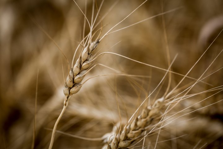 Scientists on quest for drought-resistant wheat, agriculture’s ‘Holy Grail’