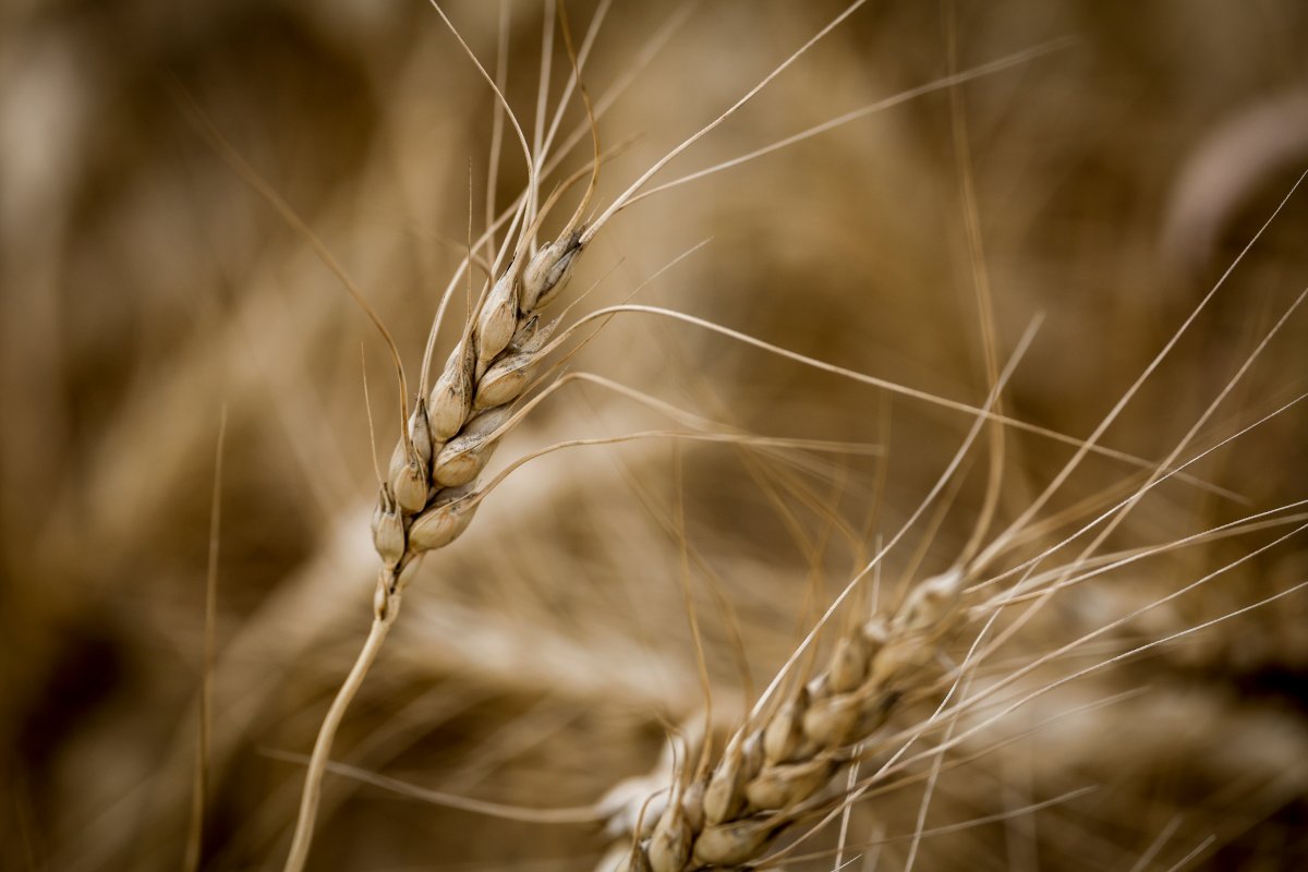 A head of wheat amongst a crop near Cremona, Alta.