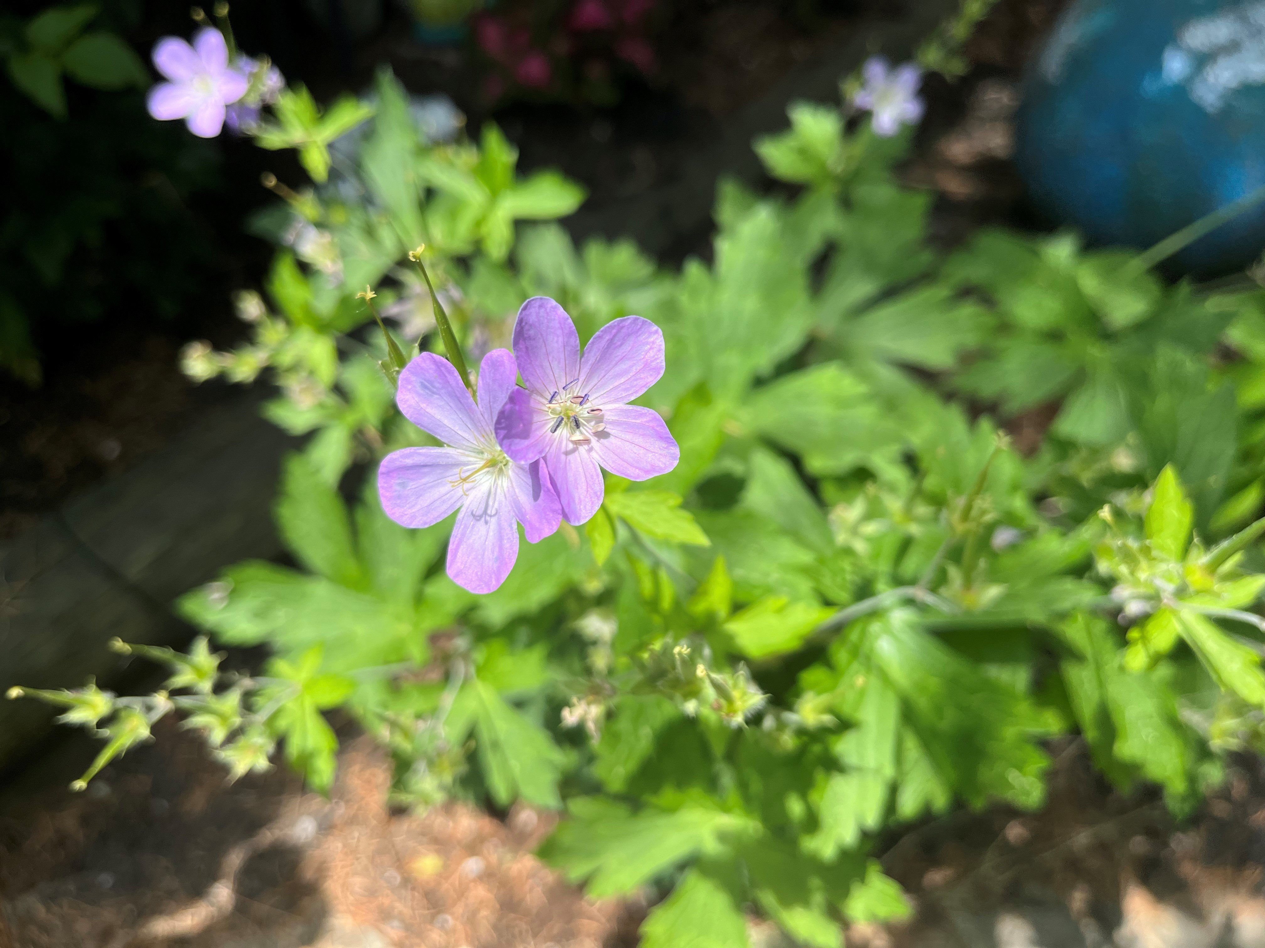 Патриша Ландри от град Торонто не може да устои да