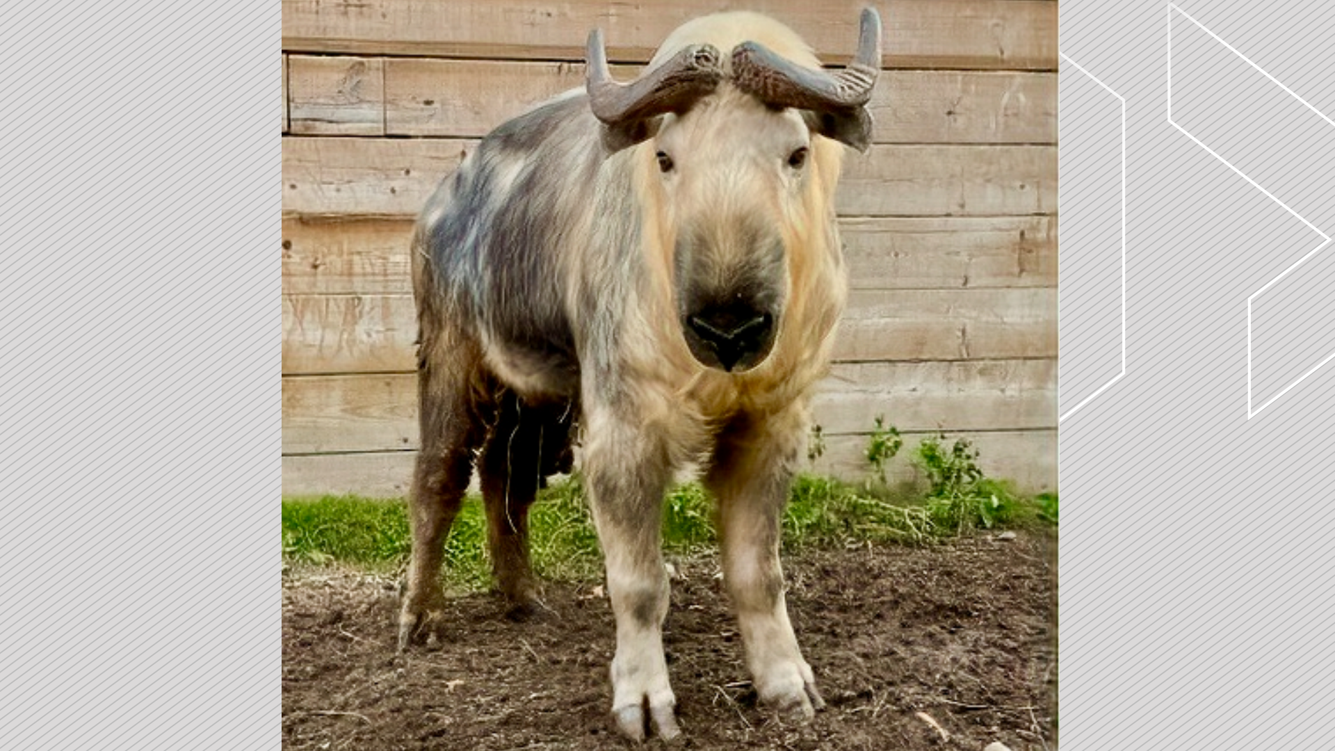 Yao-Ming the Sichuan takin dies at Riverview Park and Zoo in Peterborough, Ont.