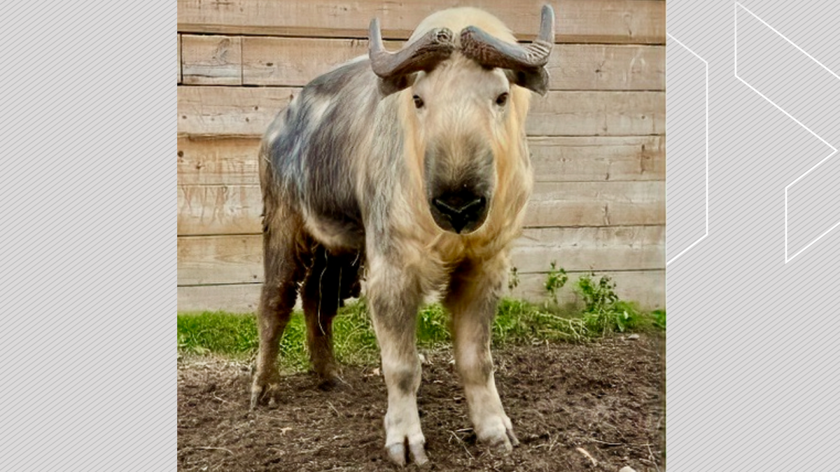 Yao-Ming, a Sichurn takin at the Riverview Park and Zoo in Peterborough, Ont., died on June 7, 2024.