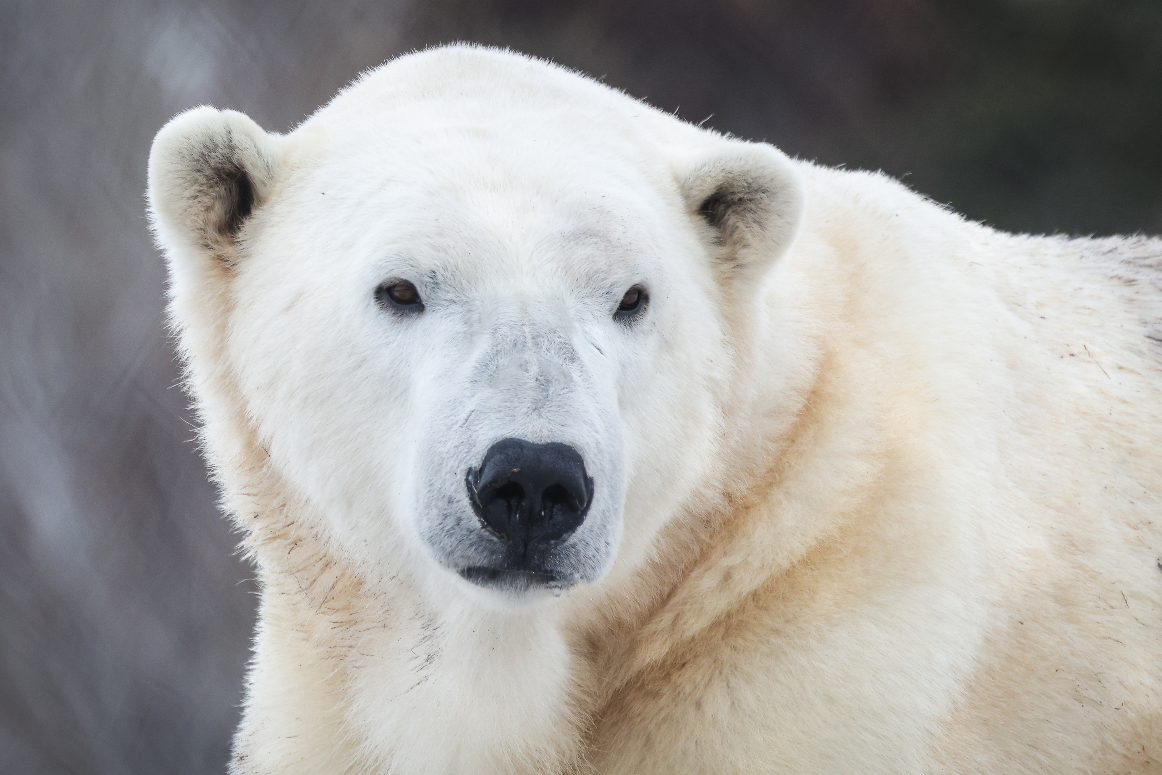 Baffin the polar bear at the Calgary Zoo in December 2023.