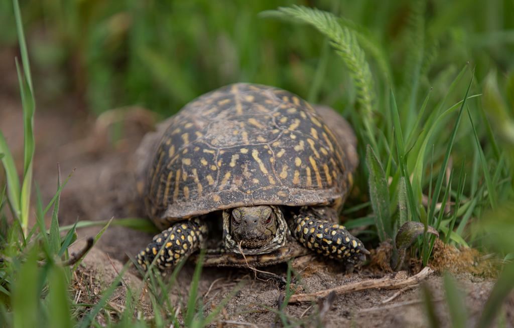 Chinese woman arrested after allegedly trying to smuggle 29 turtles into Canada