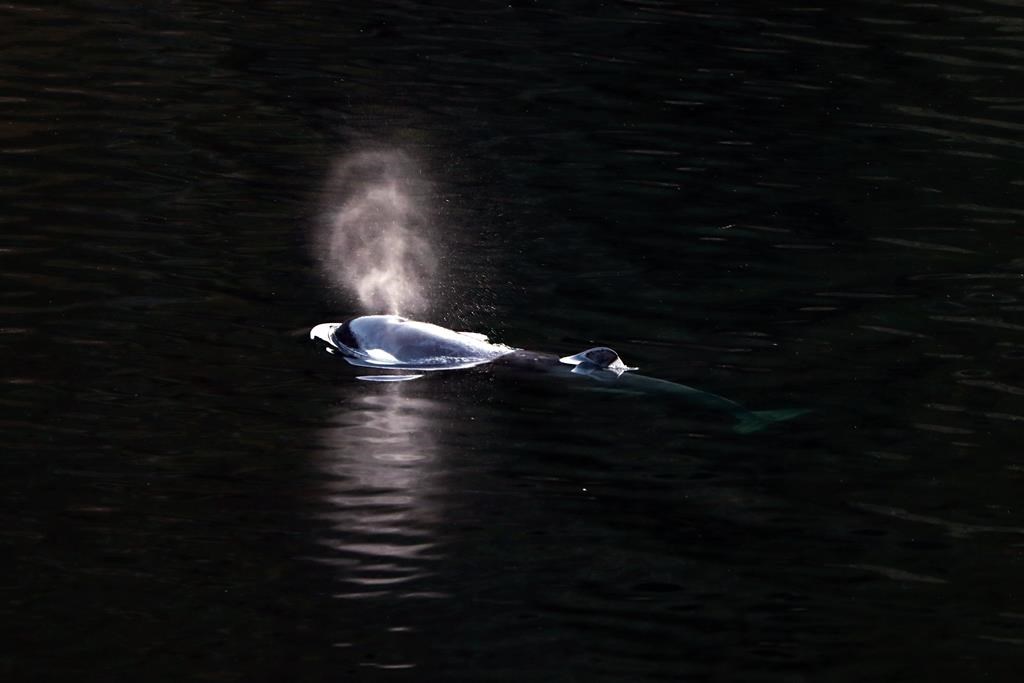 Група за изследване на китове участвала в усилията за спасяване