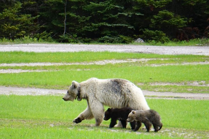 After death of rare white grizzly and cubs in B.C., experts look for lessons