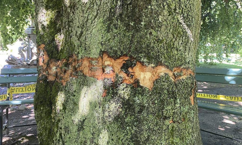 Много от дърветата в обществена градина от викторианската епоха в