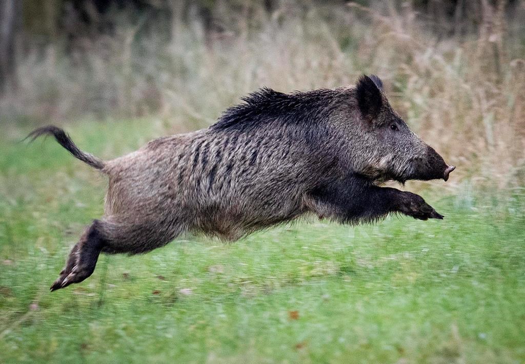 The Saskatchewan government has put a moratorium on new wild boar farms after decades of expanding feral swine populations.